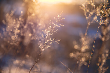 花卉是什么意思