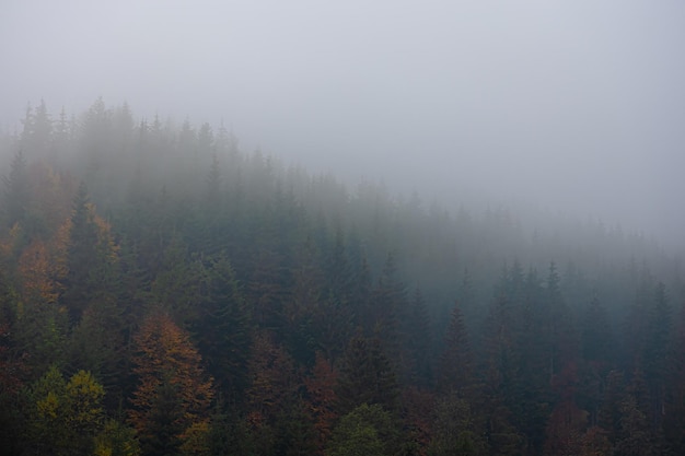 大型猫科动物有哪些