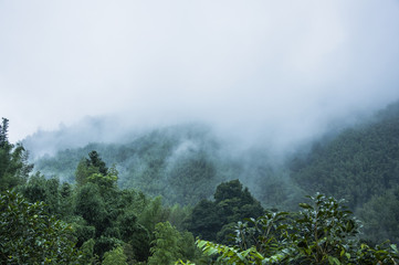 花卉是什么意思